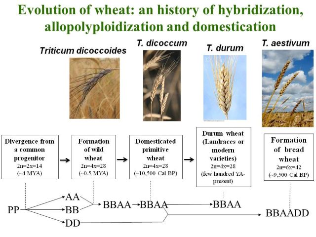 How Has Wheat Changed Since 1950